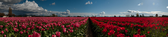 Tulips and storm clouds, 2010