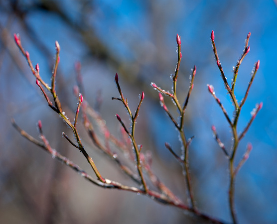 icy winter buds